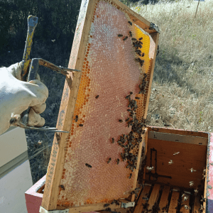 El mundo de la abejas en Cáceres