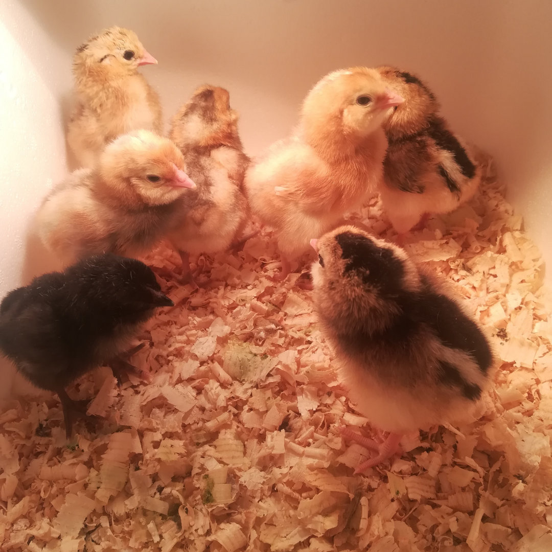 Gallinas Extremeñas en libertad Los Encepados