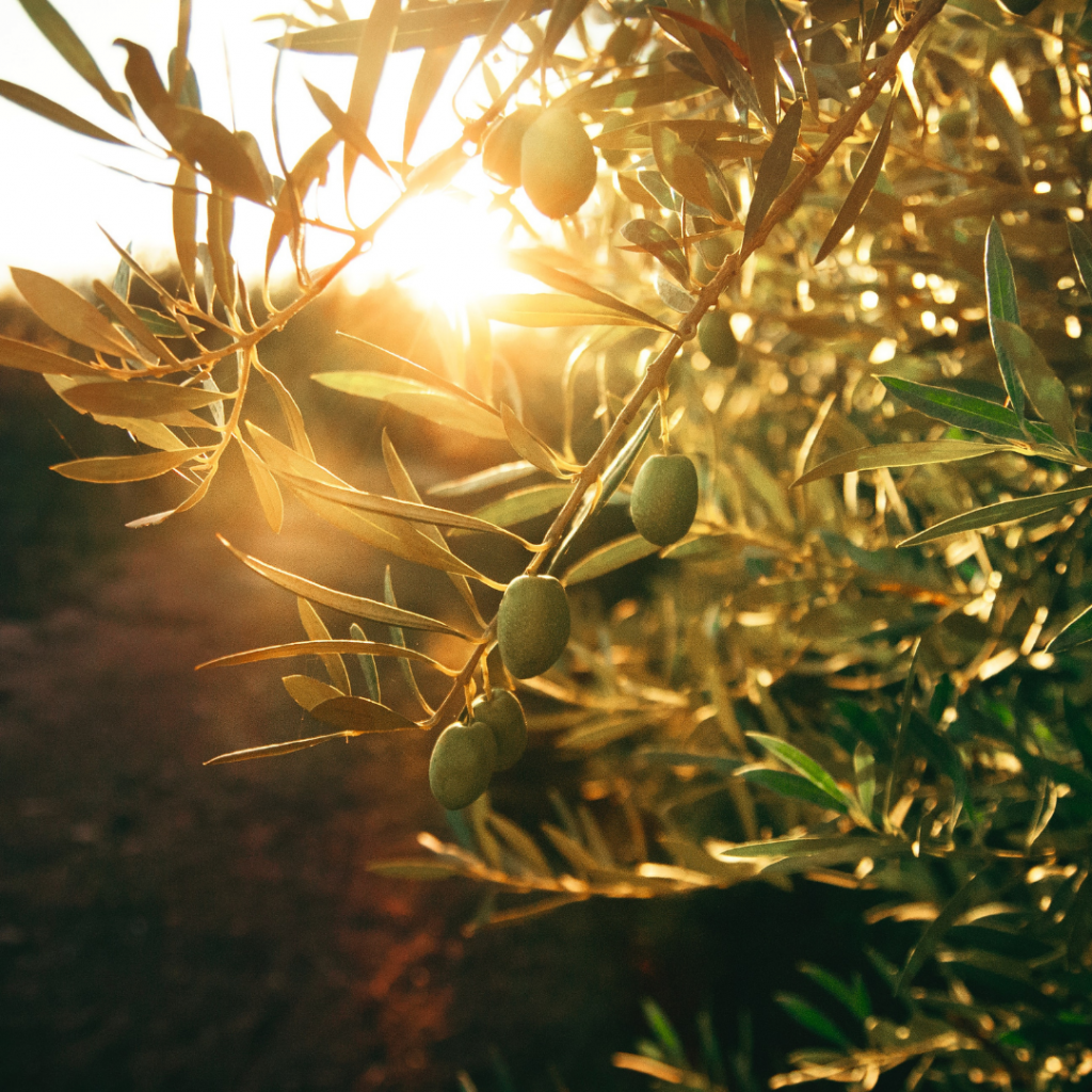 Cultivo de olivar ecológico