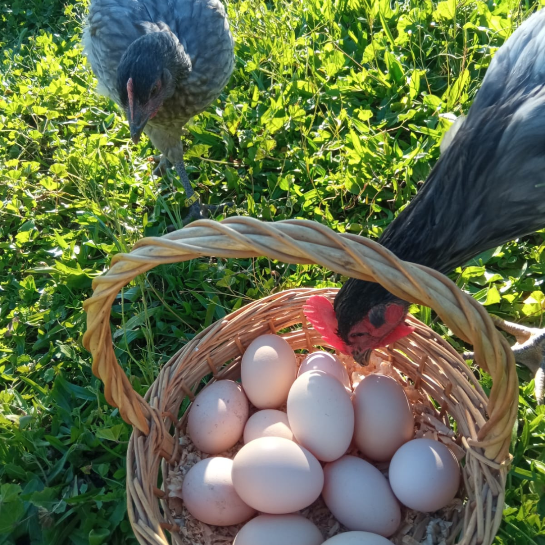 Huevos gallina raza extremeña azul