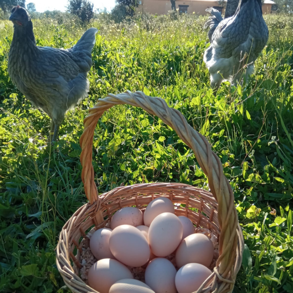 Huevos gallina raza extremeña azul