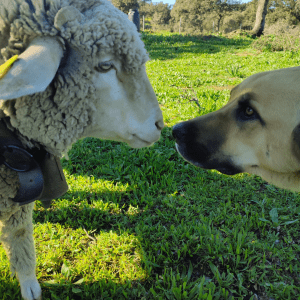 Un día en la Granja - Imagen 7
