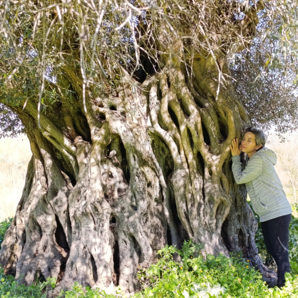 Senderos del Olivo y el Oro Líquido