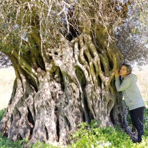 Los Olivos Centenarios de Peraleda de San Román