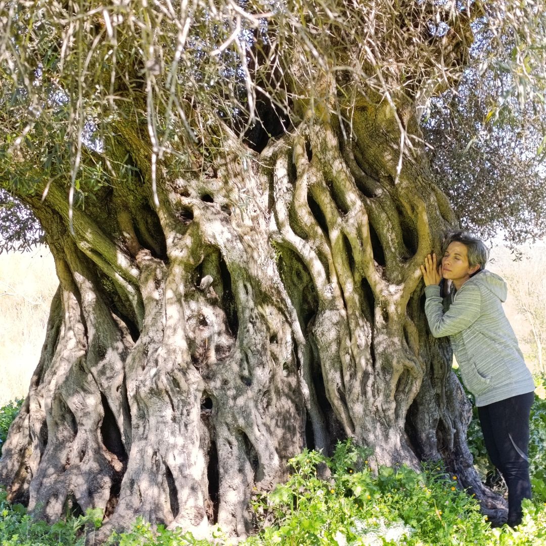 Los Olivos Centenarios de Peraleda de San Román