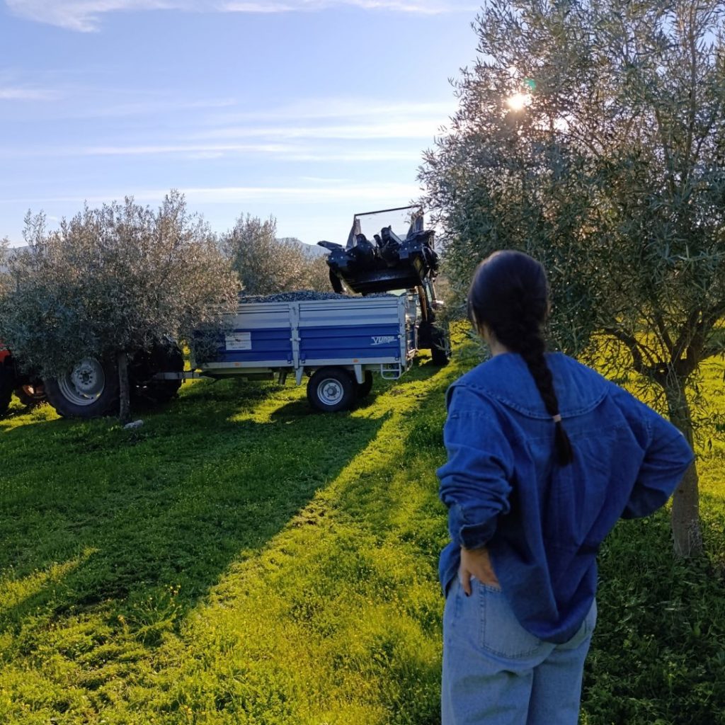 Oleoturismo en España: Guía Definitiva de Rutas, Precios y Dónde Disfrutarlo