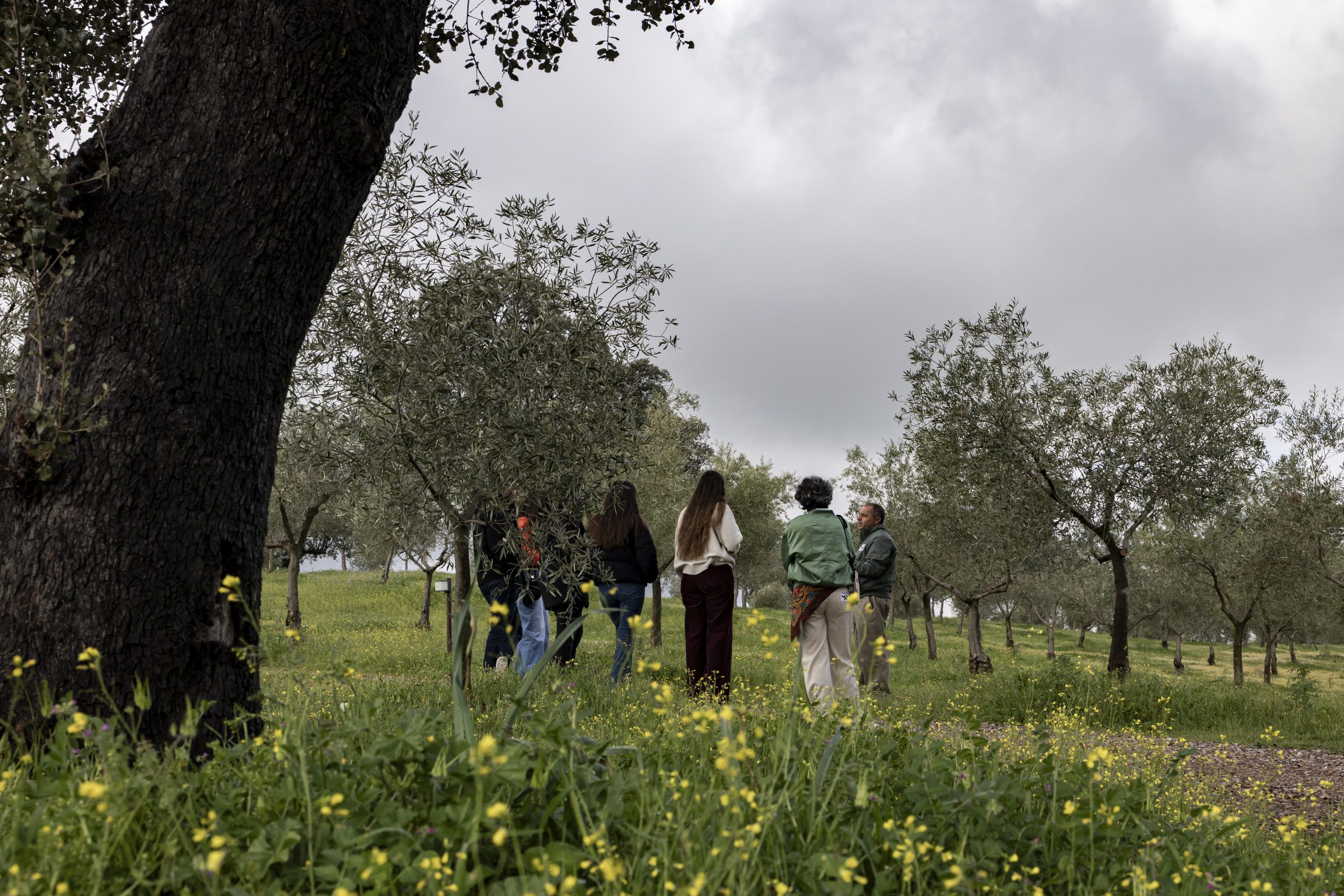 Los Encepados | Escapada de Oleoturismo y Bienestar en Cáceres