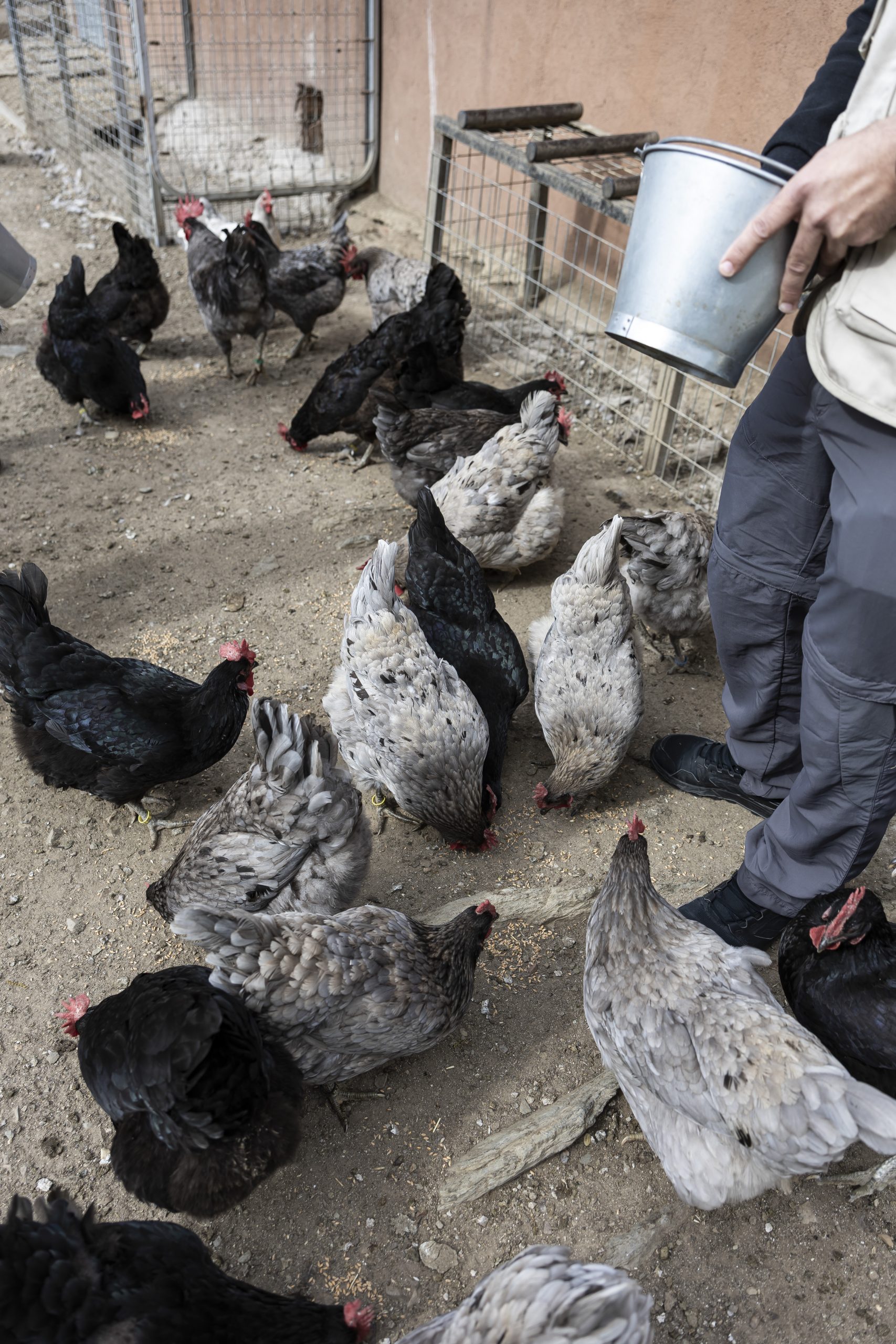 Ejemplar de Gallina Azul Extremeña en Los Encepados