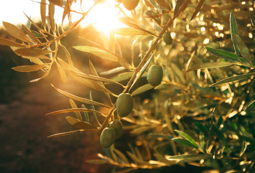 Cultivo de olivar ecológico